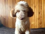 5 Aylık Erkek Parti Poodle