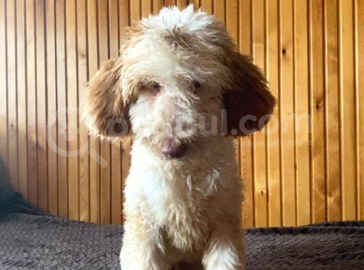 5 Aylık Erkek Parti Poodle görsel