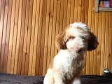 5 Aylık Erkek Parti Poodle