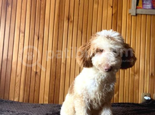 5 Aylık Erkek Parti Poodle görsel