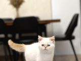 SAFKAN EGZOTİK SHORTHAİR YAVRUMUZ