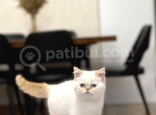 Safkan Egzoti̇k Shorthai̇r Yavrumuz