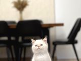 Safkan Egzoti̇k Shorthai̇r Yavrumuz