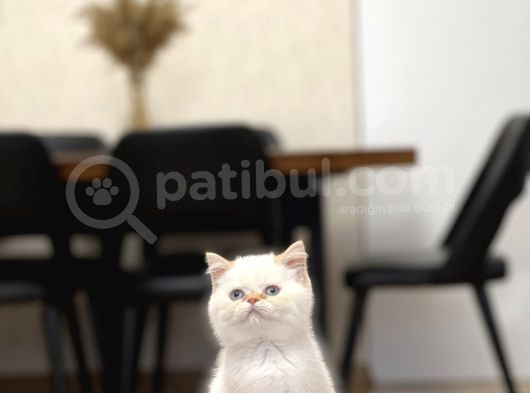 Safkan Egzoti̇k Shorthai̇r Yavrumuz görsel