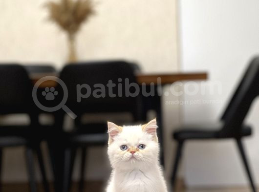Safkan Egzoti̇k Shorthai̇r Yavrumuz görsel