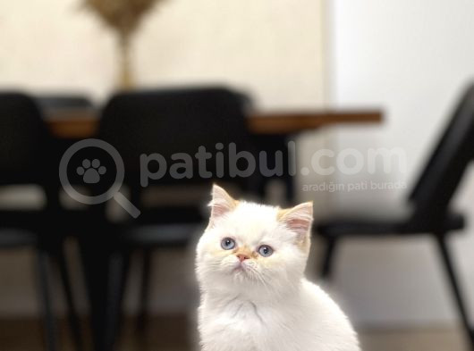 Safkan Egzoti̇k Shorthai̇r Yavrumuz görsel