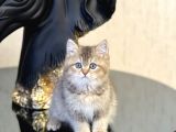 Ayi Surat Bri̇ti̇sh Shorthai̇r Golden Yavrum