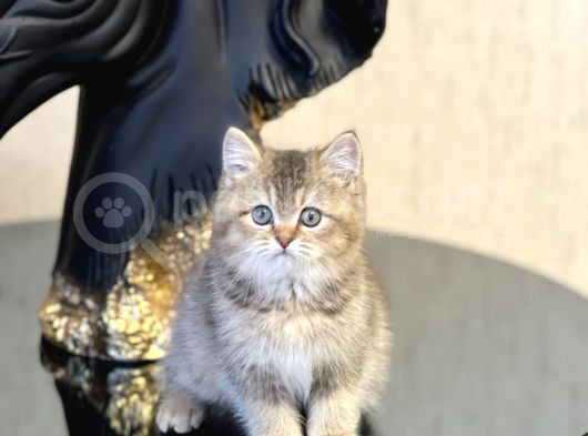 Ayi Surat Bri̇ti̇sh Shorthai̇r Golden Yavrum görsel