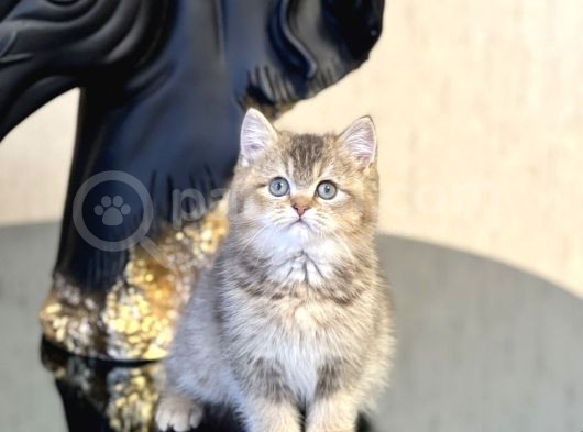 Ayi Surat Bri̇ti̇sh Shorthai̇r Golden Yavrum