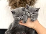 Hari̇ka Güzelli̇kte Bri̇ti̇sh Shorthai̇r Gri̇ Yavrularim