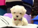 Maltesse terrier cinsi mini Boy Puppy Kar beyaz