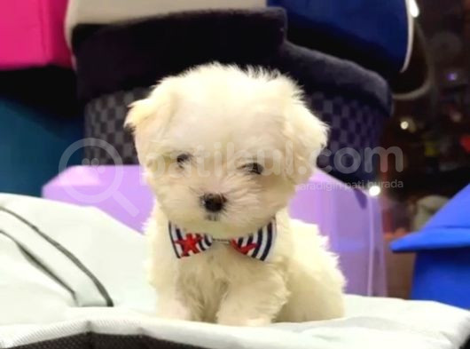 Maltesse Terrier Cinsi Mini Boy Puppy Kar Beyaz