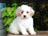 Maltesse terrier cinsi mini Boy Puppy Kar beyaz