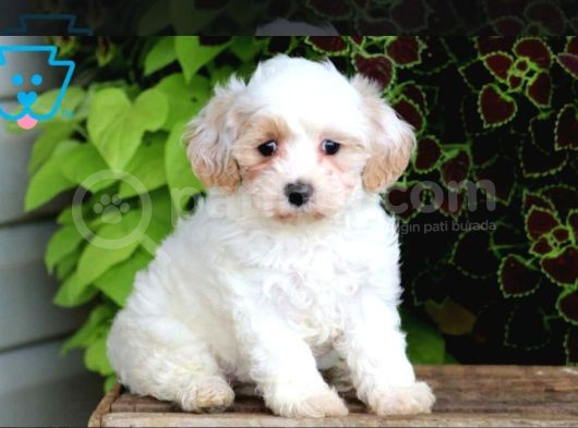 Maltesse Terrier Cinsi Mini Boy Puppy Kar Beyaz