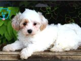 Maltesse Terrier Cinsi Mini Boy Puppy Kar Beyaz