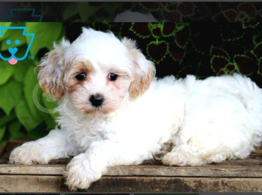 Maltesse Terrier Cinsi Mini Boy Puppy Kar Beyaz görsel