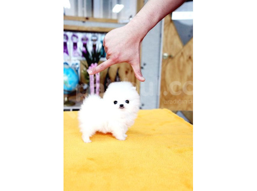 Pomerani̇an Teddy Yavrular görsel