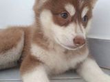 SAFKAN MAVİ GÖZ HUSKY SİBİRYA KURDU  YAVRULARI