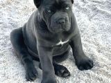 Orji̇nal Esteti̇kli̇ Cane Corso Yavrular