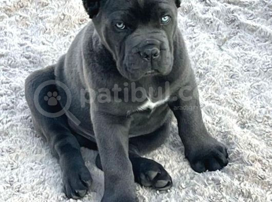 Orji̇nal Esteti̇kli̇ Cane Corso Yavrular görsel
