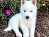 Safkan Mavi̇ Göz Husky Si̇bi̇rya Kurdu  Yavrulari