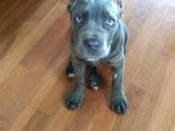 ORJİNAL ESTETİKLİ CANE CORSO YAVRULAR