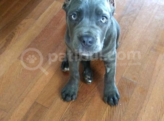 Orji̇nal Esteti̇kli̇ Cane Corso Yavrular