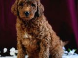 Kıpkırmızı Red tooy poodle sevimli yavrular