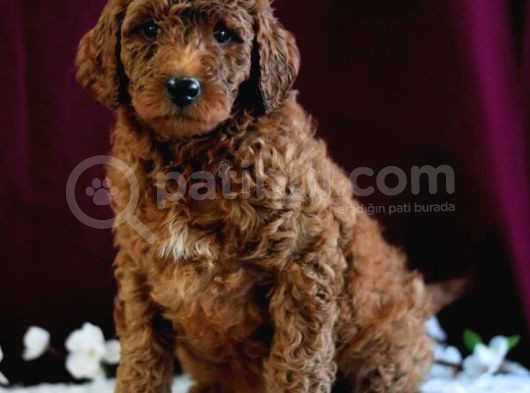 Kıpkırmızı Red Tooy Poodle Sevimli Yavrular