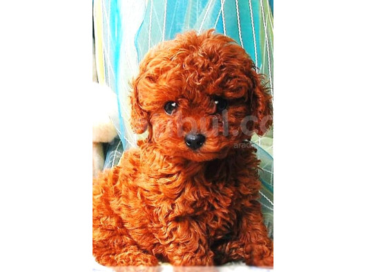 Toy Poodle Red Brown Yavrular görsel