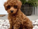 Kıpkırmızı Red Tooy Poodle Sevimli Yavrular