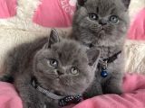 Ayı Suratlı Blue Lilac Brıtısh Shorthair Bebeklerim