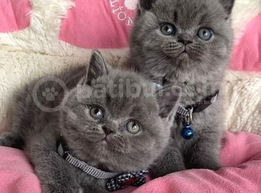 Ayı Suratlı Blue Lilac Brıtısh Shorthair Bebeklerim görsel