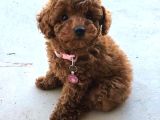 Red braw kıpkırmızı ev üretimi TOOY POODLE