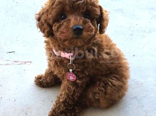 Red Braw Kıpkırmızı Ev Üretimi Tooy Poodle