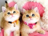 Scr Li Anne Babadan Golden Ny12 Brıtısh Shorthair
