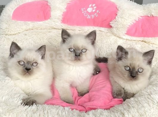 Maviş Bluepoınt Brıtısh Shorthair Bebeklerim görsel