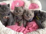 Ayı suratlı blue lilac brıtısh shorthair bebeklerim