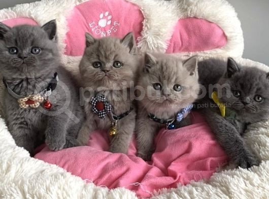 Ayı Suratlı Blue Lilac Brıtısh Shorthair Bebeklerim
