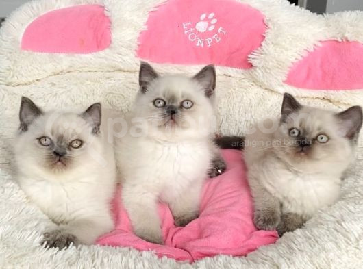 Maviş Bluepoınt Brıtısh Shorthair Bebeklerim görsel