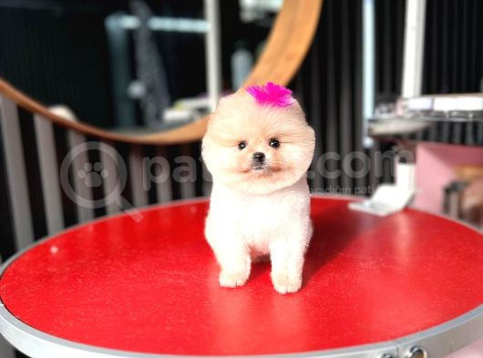 Efsane Mikro Teacup Kızımız görsel
