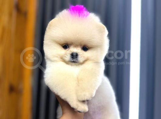 Harika Teddy Bear Kızmız görsel
