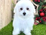 Maltesse terrier cinsi mini Boy Puppy Kar beyaz