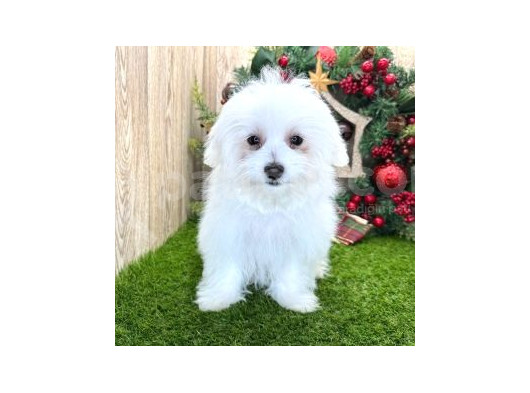 Maltesse Terrier Cinsi Mini Boy Puppy Kar Beyaz