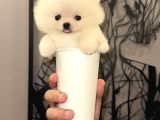 Türkiyenin En Küçüğü Mikro Teacup
