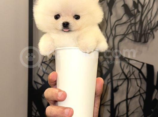 Türkiyenin En Küçüğü Mikro Teacup görsel