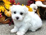Maltesse Terrier Cinsi Mini Boy Puppy Kar Beyaz