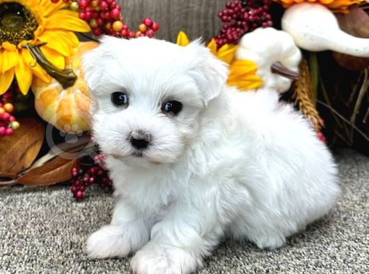 Maltesse Terrier Cinsi Mini Boy Puppy Kar Beyaz görsel