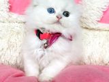 Özel Sevenlere Odd Eyes Longhair Scotısh Fold