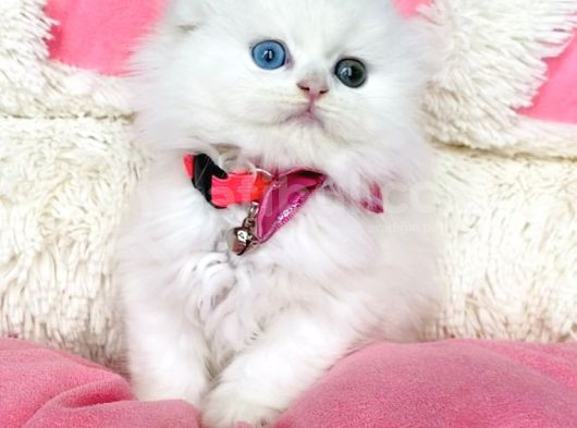 Özel Sevenlere Odd Eyes Longhair Scotısh Fold görsel